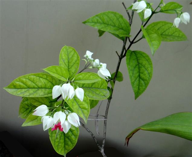 Clerodendrum thomsoniae